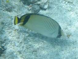 Image of Butterfly fish