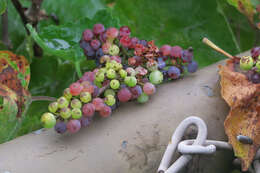 Image of grape