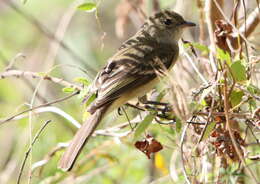 Plancia ëd Elaenia martinica (Linnaeus 1766)