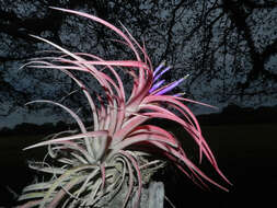 Imagem de Tillandsia brachycaulos Schltdl.