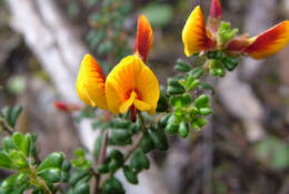 Sivun Pultenaea scabra R. Br. kuva