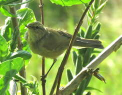 Image of Phylloscopidae