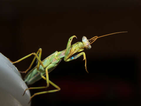 Image of praying mantises