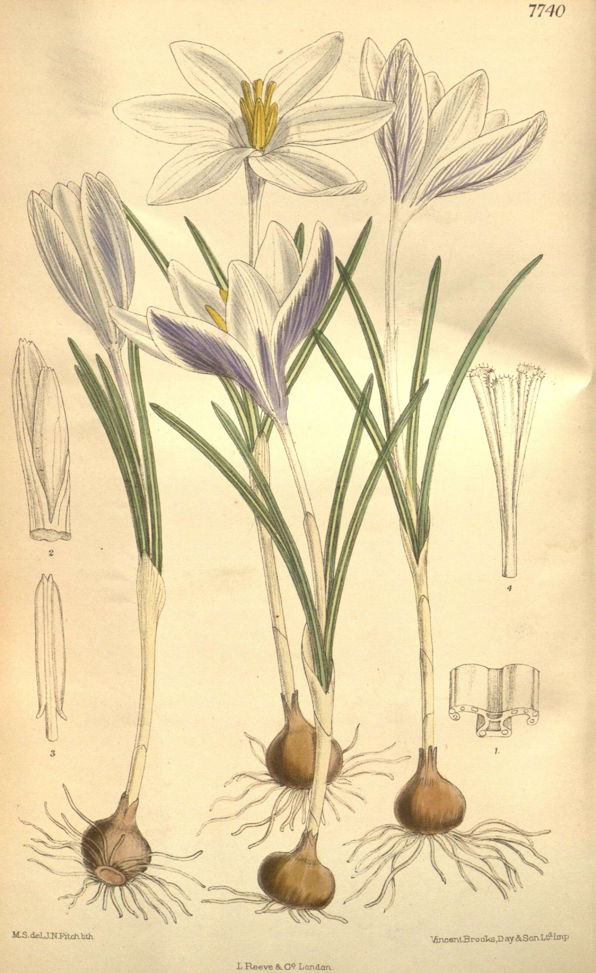 Image of Crocus alexandri Nicic ex Velen.