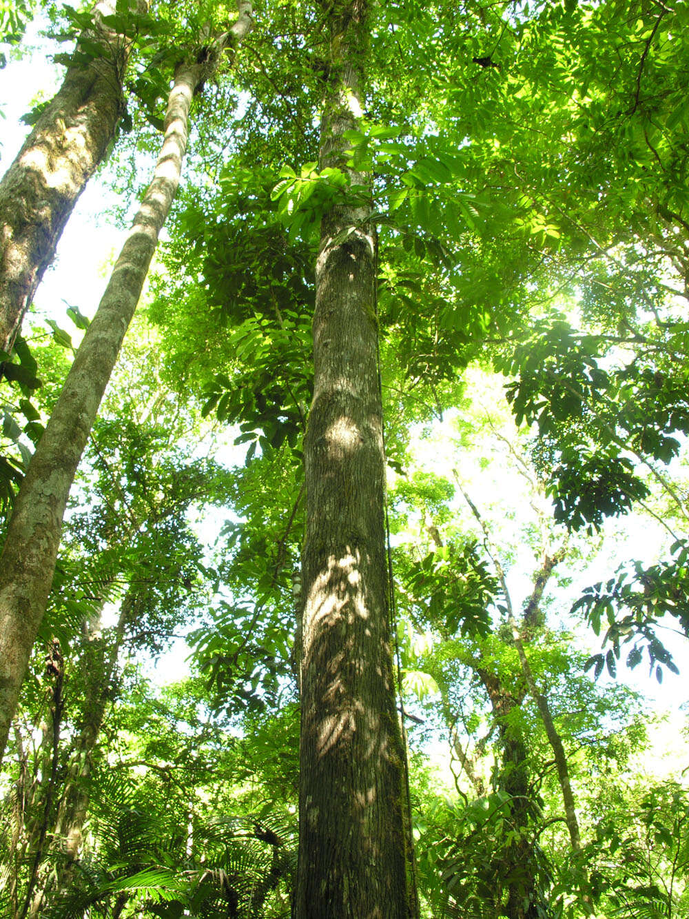 Image of Terminalia costaricensis (Stace) Gere & Boatwr.