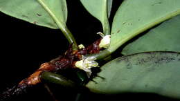 Image of Erythroxylum nobile O. E. Schulz