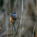 Image of Reed Parrotbill