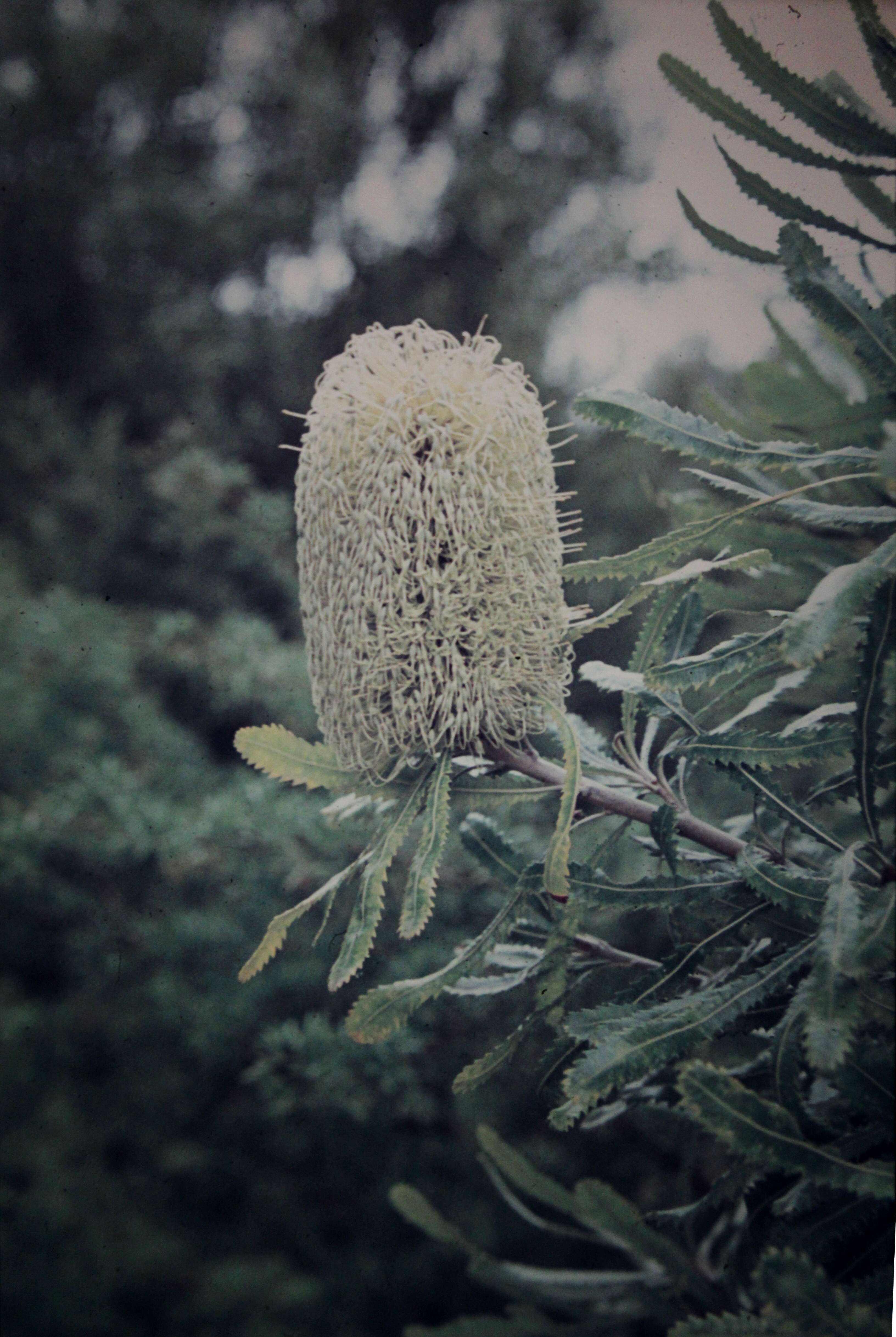 Image of banksia