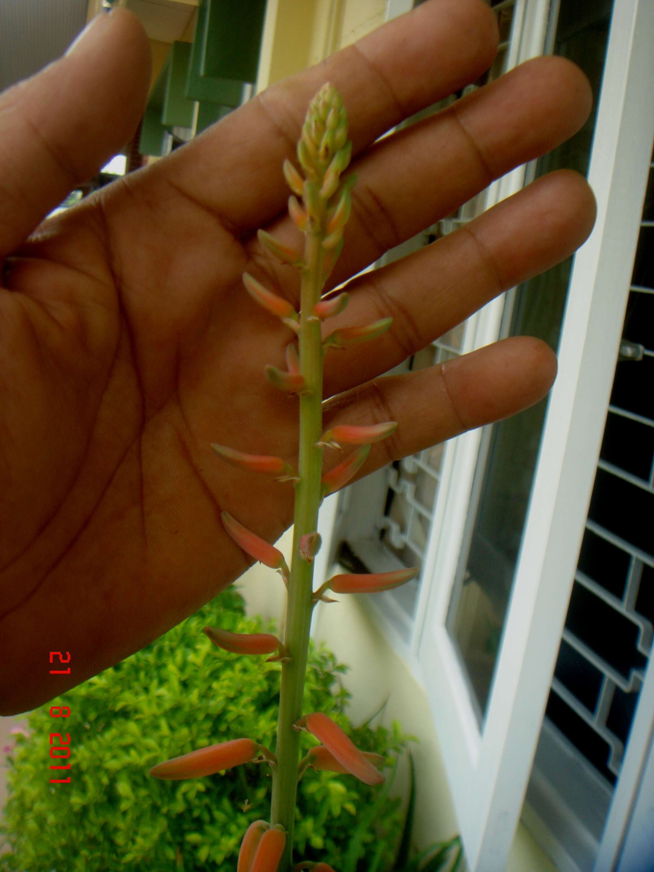 Image of Aloe vera (L.) Burm. fil.