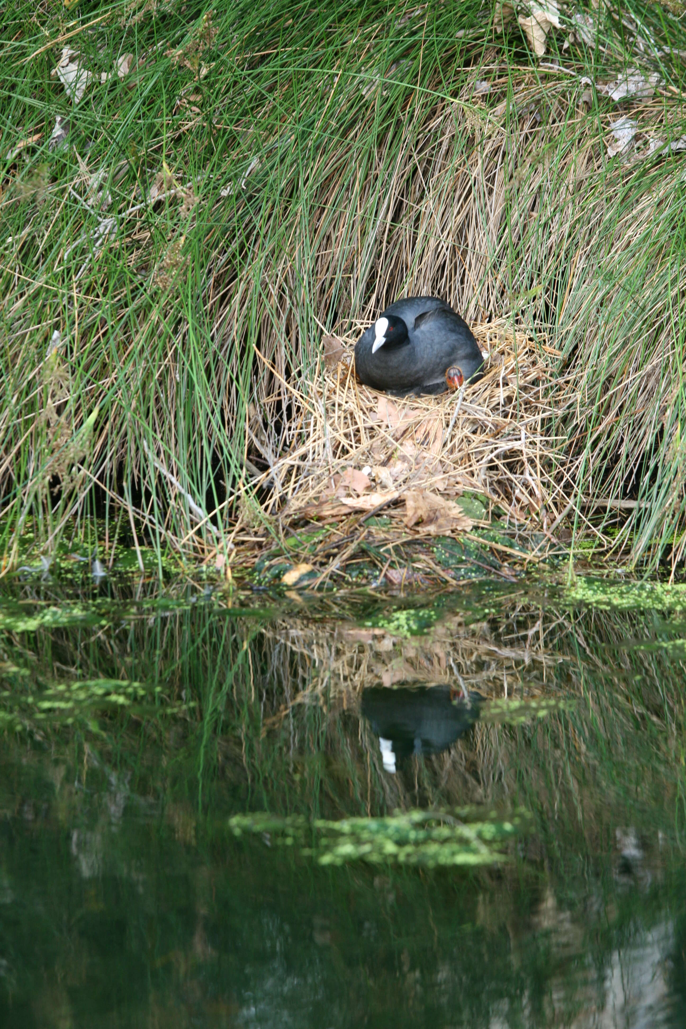 Image of Common Coot