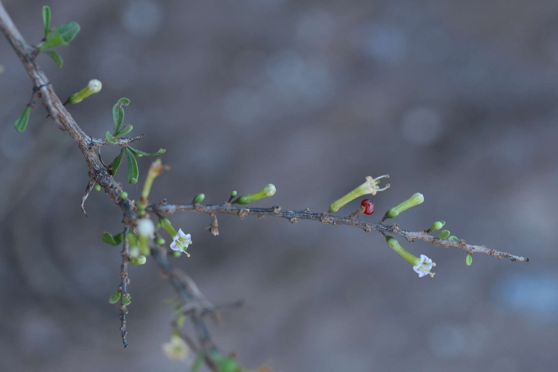 Image of Arizona desert-thorn