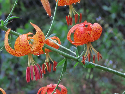 Image de Lilium humboldtii subsp. ocellatum (Kellogg) Thorne