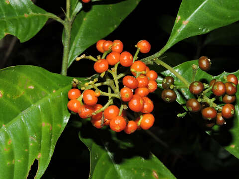 Imagem de Palicourea racemosa (Aubl.) Borhidi