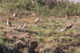 Image of Water Dikkop