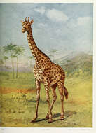 Image de Giraffa Brisson 1762