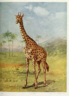 Image of Giraffes