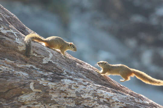 Image of Bush Squirrels