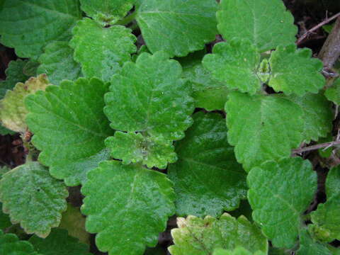 Image de Plectranthus parviflorus Willd.