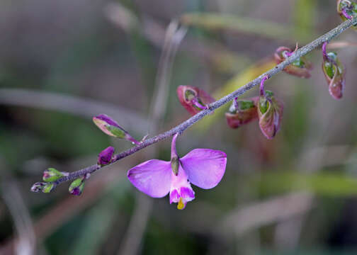 Image of Asemeia violacea (Aubl.) J. F. B. Pastore & J. R. Abbott