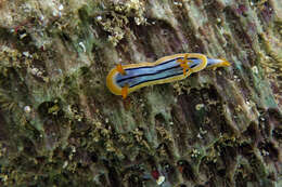 Слика од Chromodoris elisabethina Bergh 1877