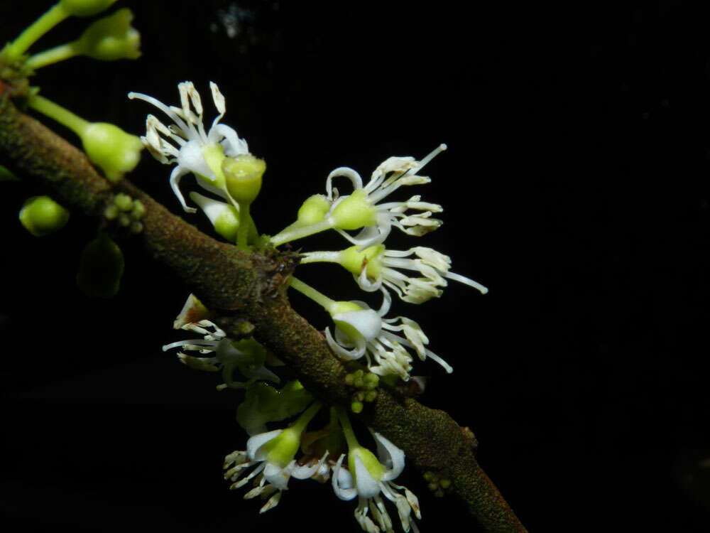 Image of Henriettea seemannii (Naud.) L. O. Williams