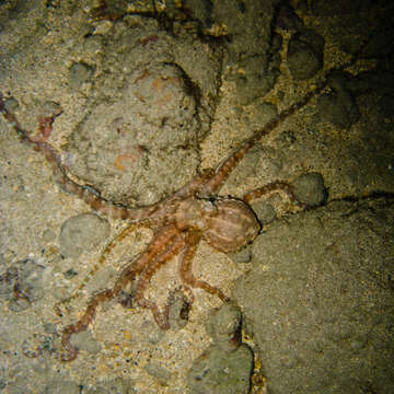 Image of Callistoctopus Taki 1964