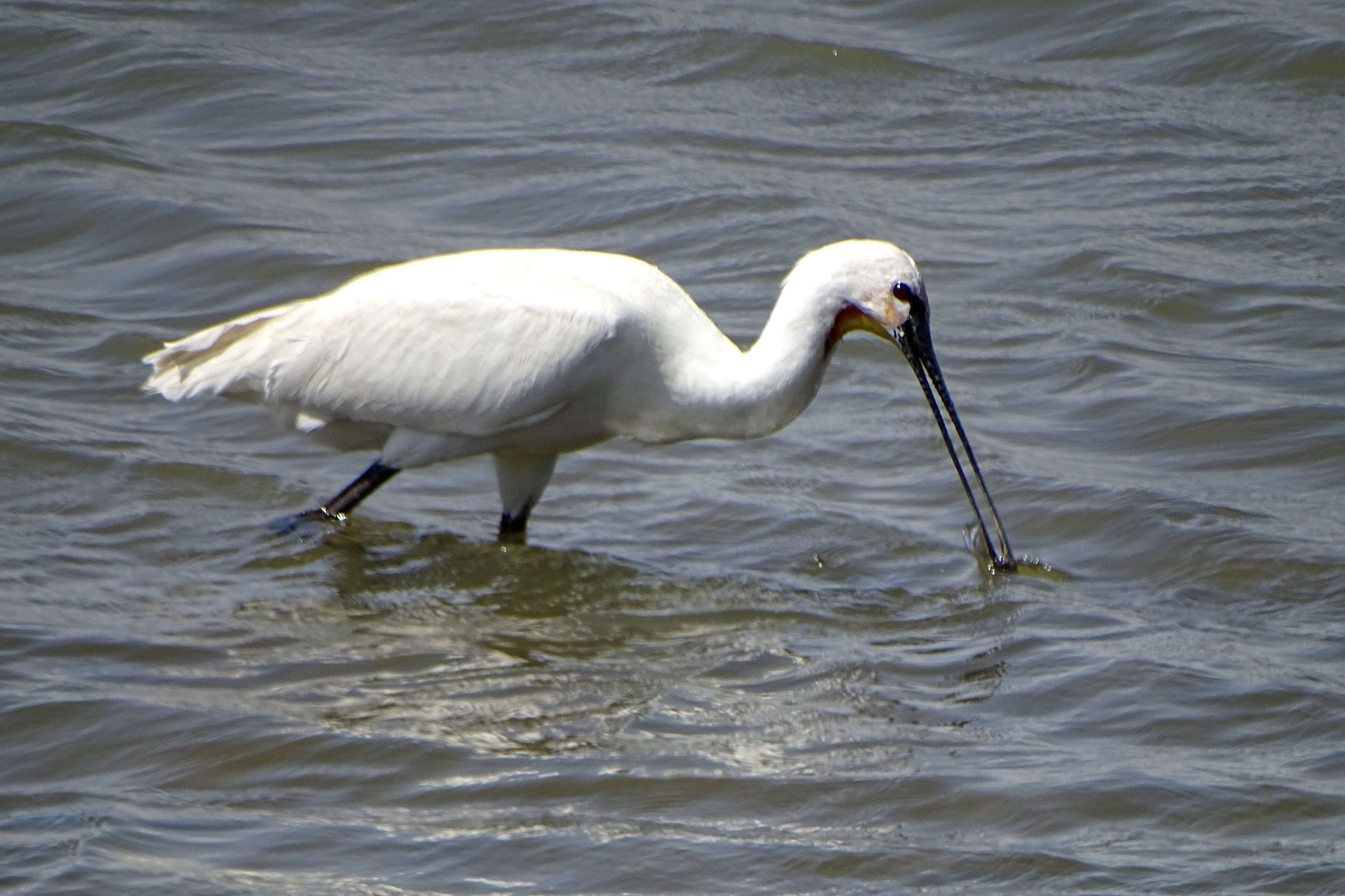 Image of ibises and spoonbills