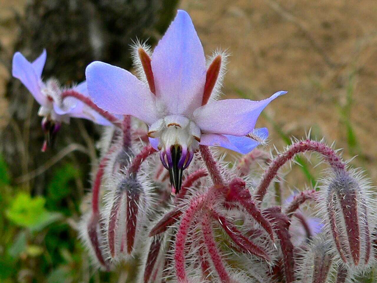 Image of borage