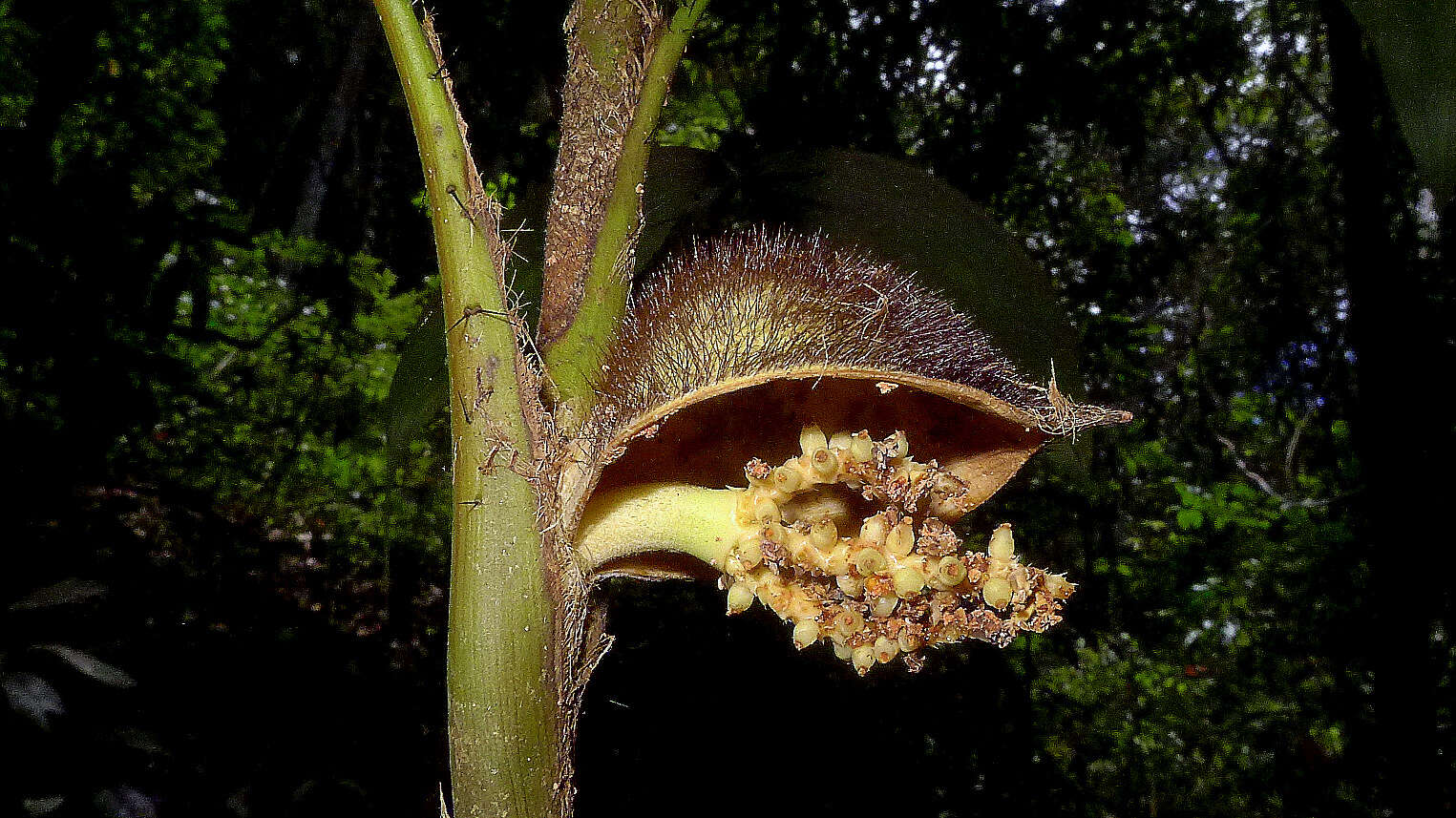 Sivun Bactris bahiensis Noblick ex A. J. Hend. kuva