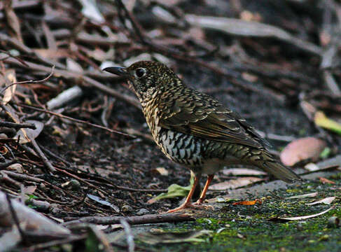 Image of Bassian Thrush