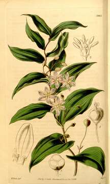 Image of Liliales
