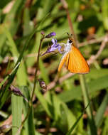 Image of Bay Lobelia