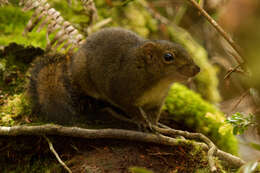 Image of Red-cheeked squirrel