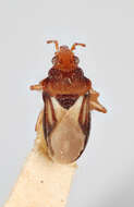 Image of velvet water bug