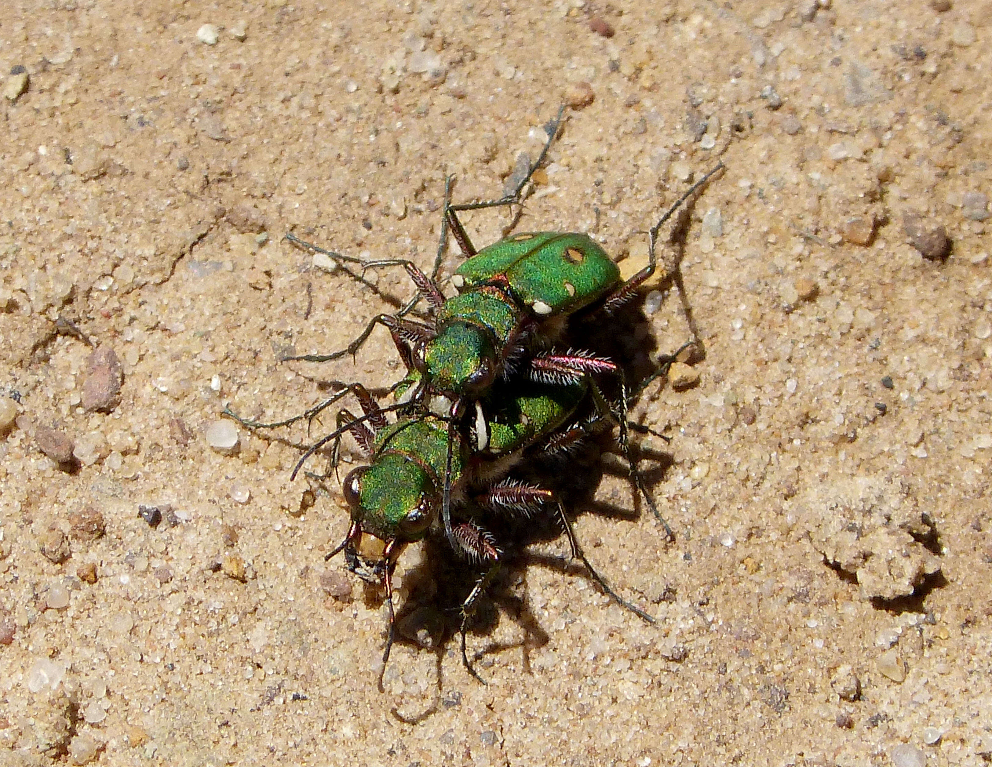 Image de Cicindela