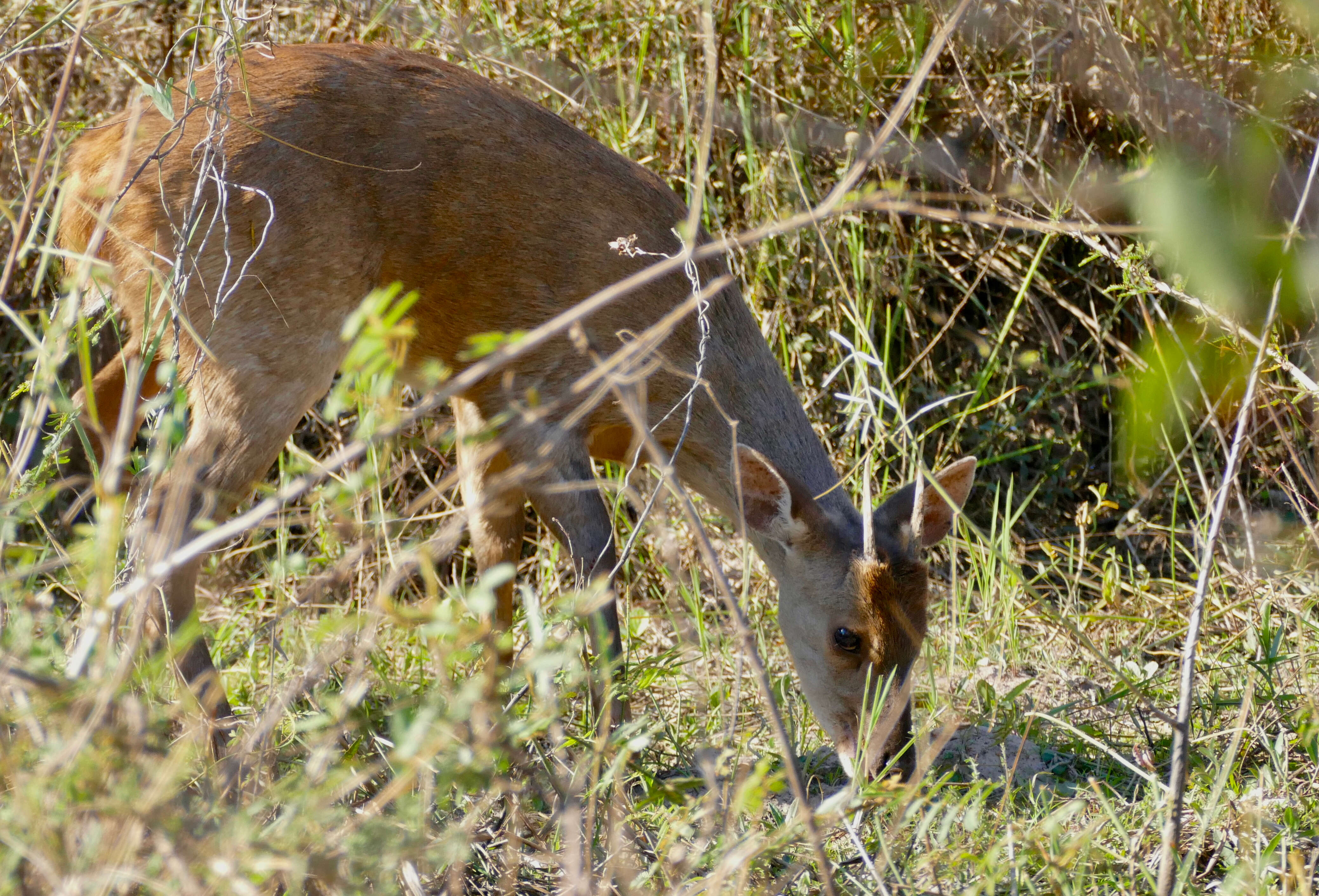 Image of South American Brown Brocket