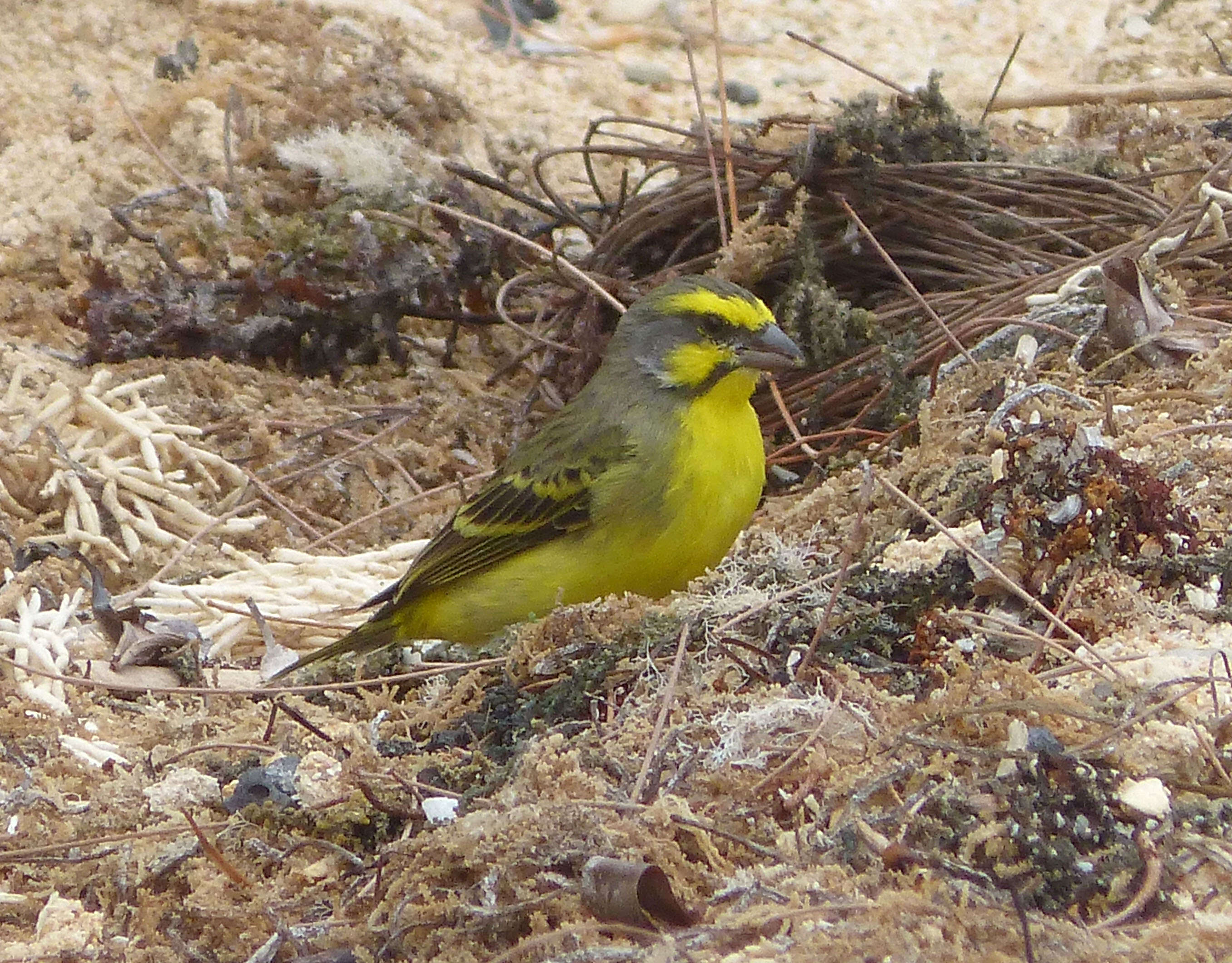 Image of yellow-fronted canary