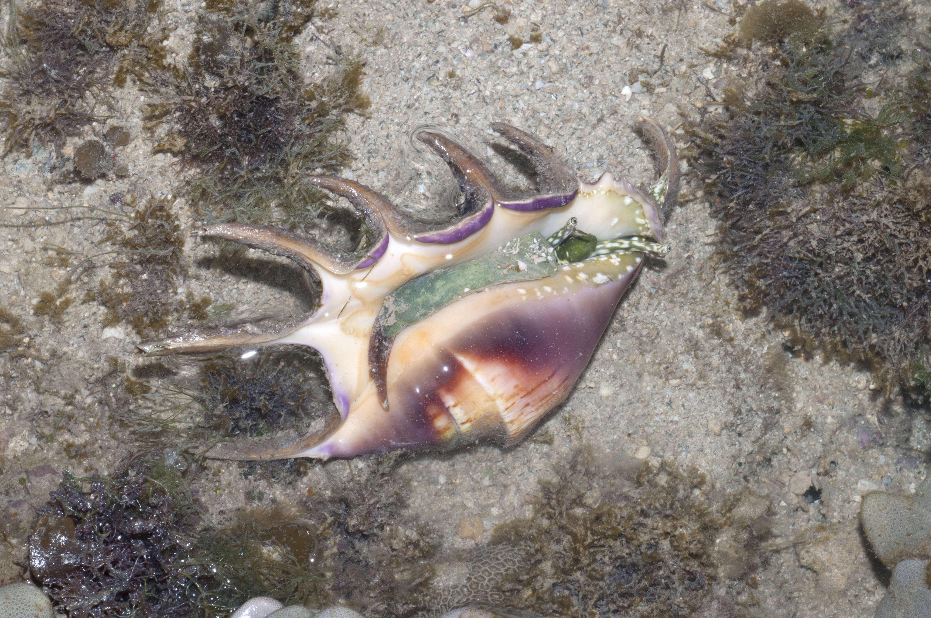 Image of spider conch