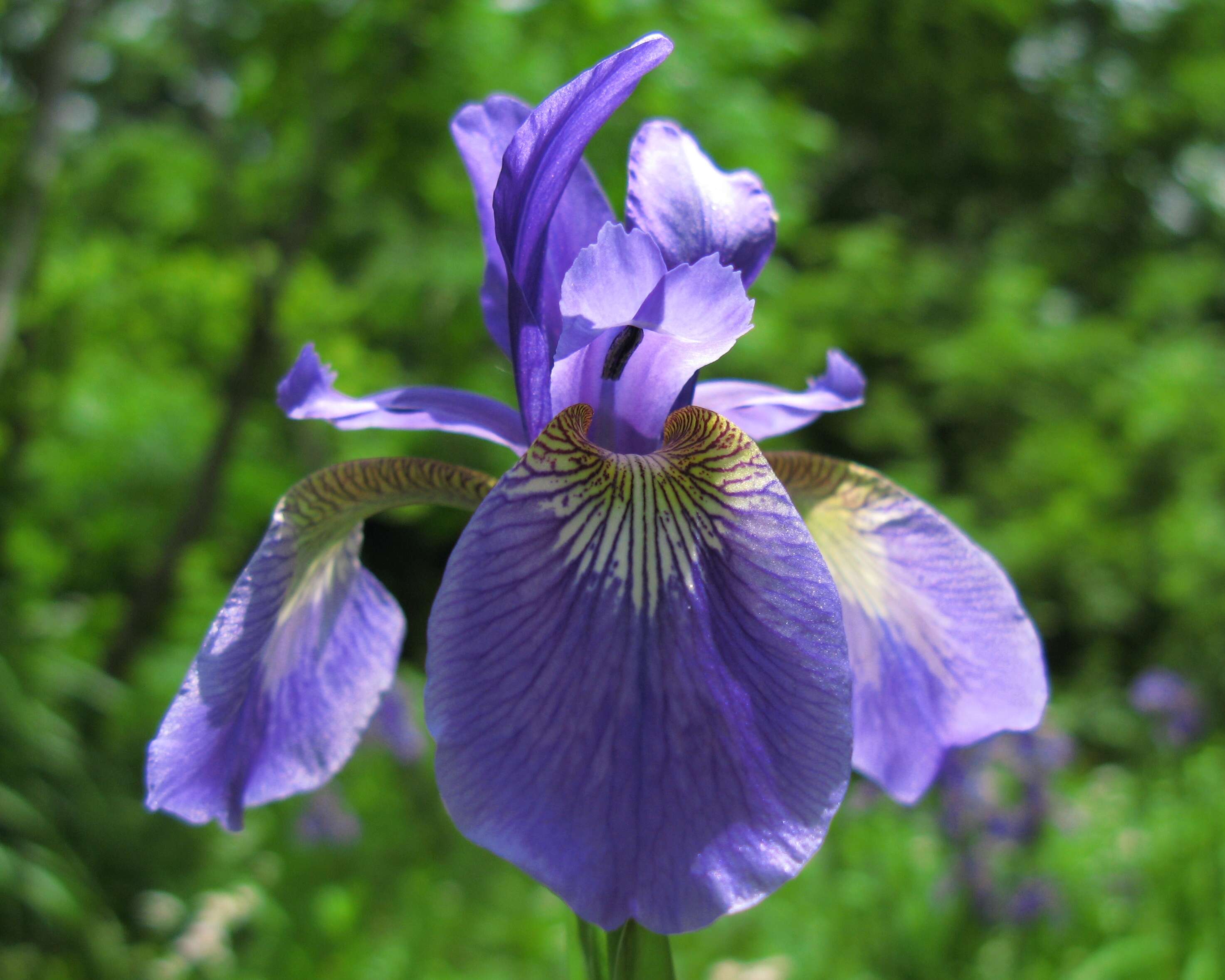 Image of blood iris
