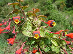 Image of nasturtium