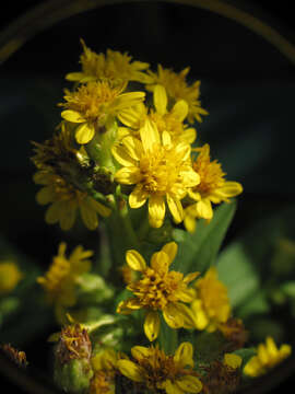 Image of Clustered Goldenrod