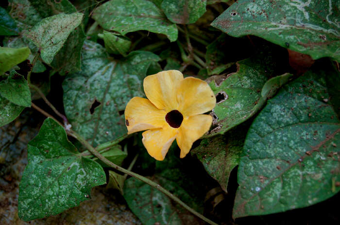 Image of thunbergia