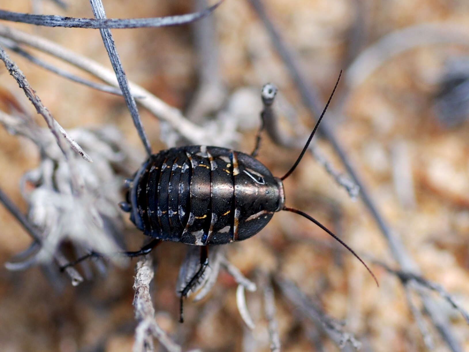 Image of Mardi Gras Cockroach