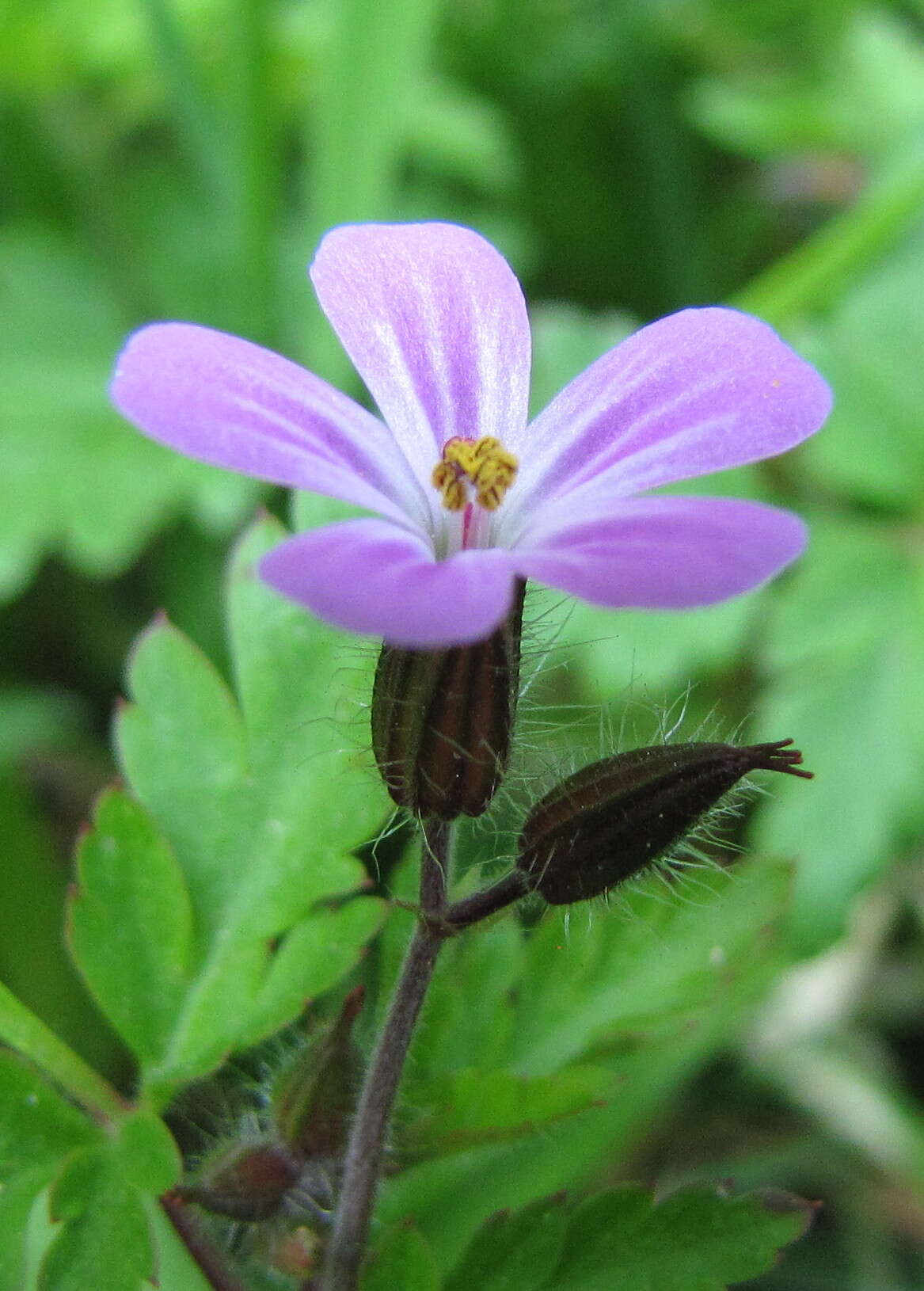 Image of geranium