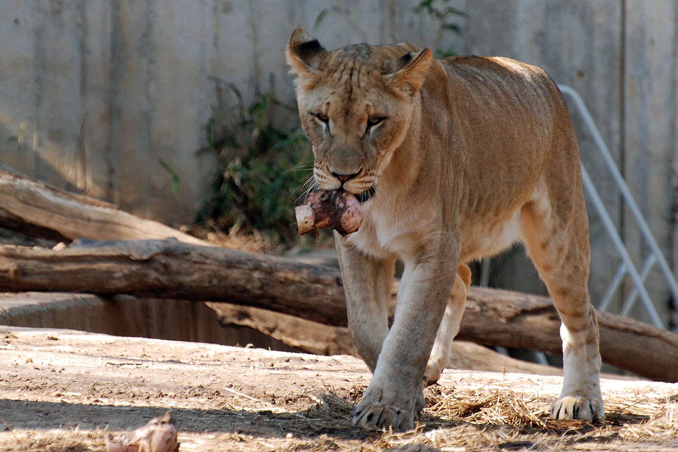 Image of big cats