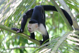 Image of white-faced capuchin