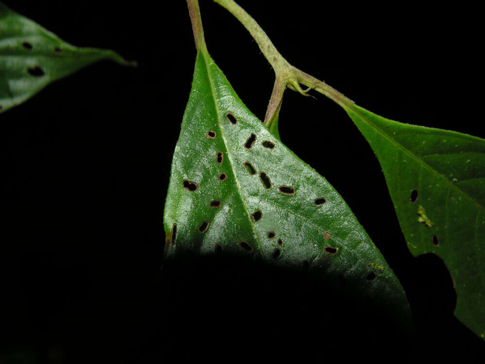 Image of Arachnothryx bertieroides (Standl.) Borhidi