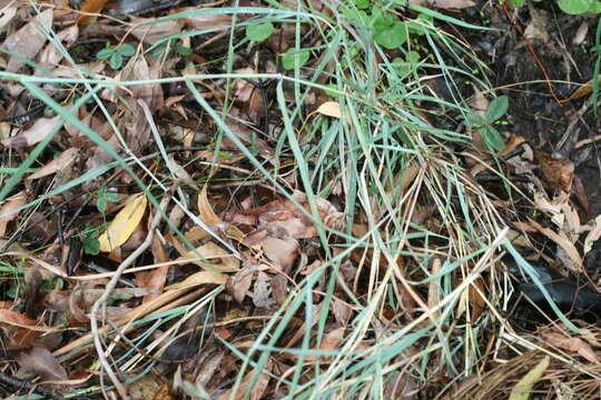 Image of queensland bluegrass