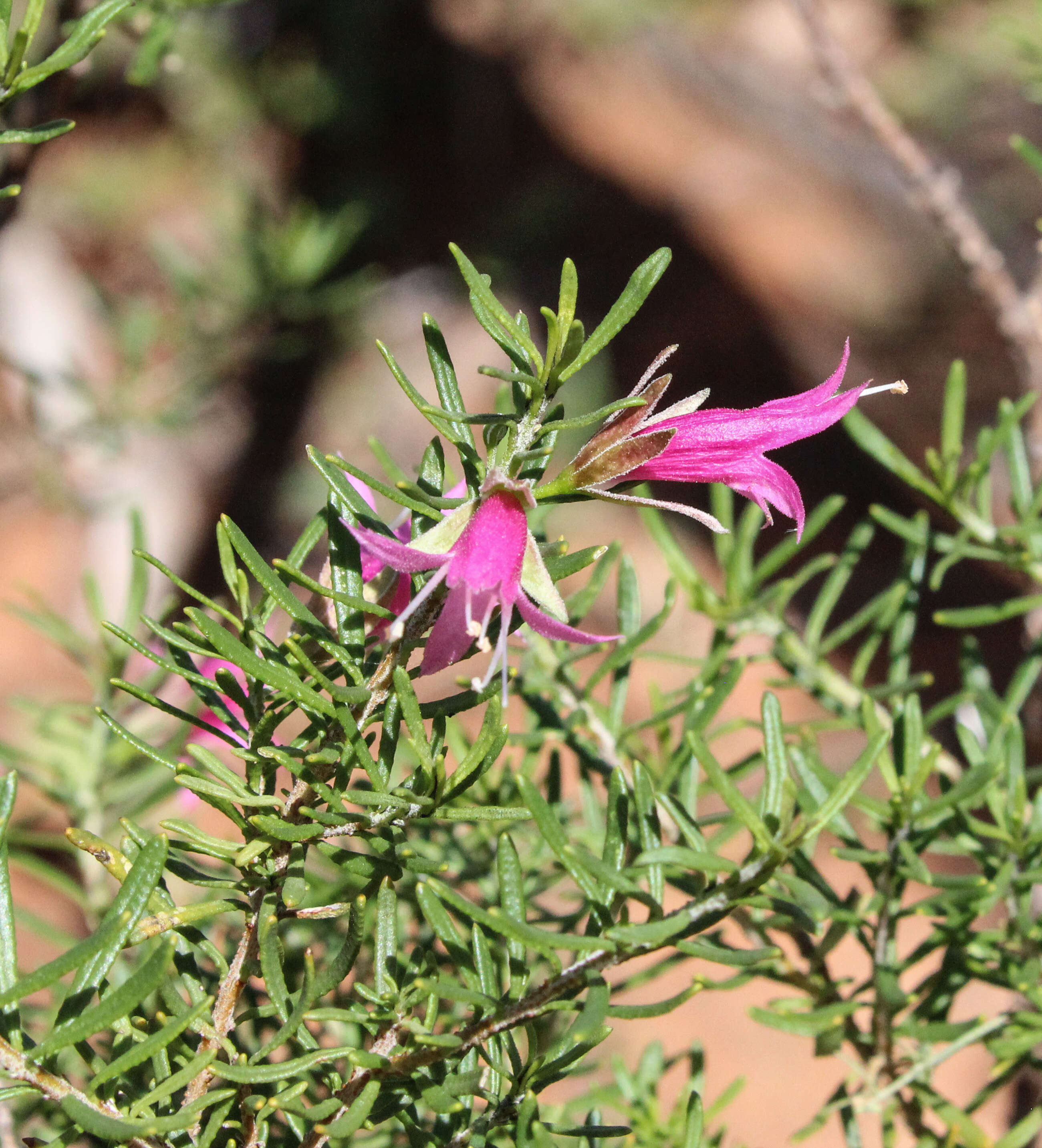 صورة Eremophila latrobei subsp. latrobei