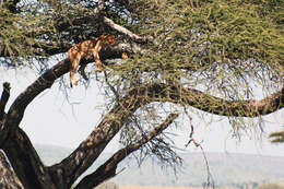 Image of big cats